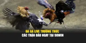 Đá Gà Live - Thưởng Thức Các Trận Đấu Ngay Tại 98WIN