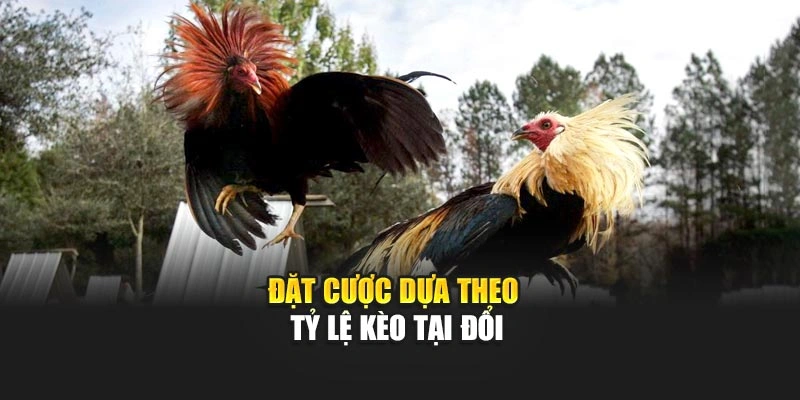 Đặt cược dựa theo tỷ lệ kèo tại đổi