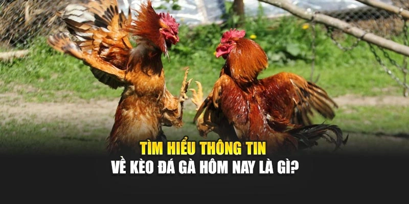 Tìm hiểu thông tin về kèo đá gà hôm nay là gì?